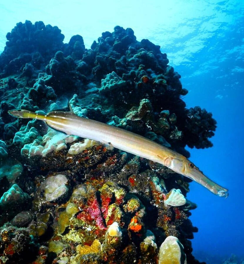 Trumpet Fish