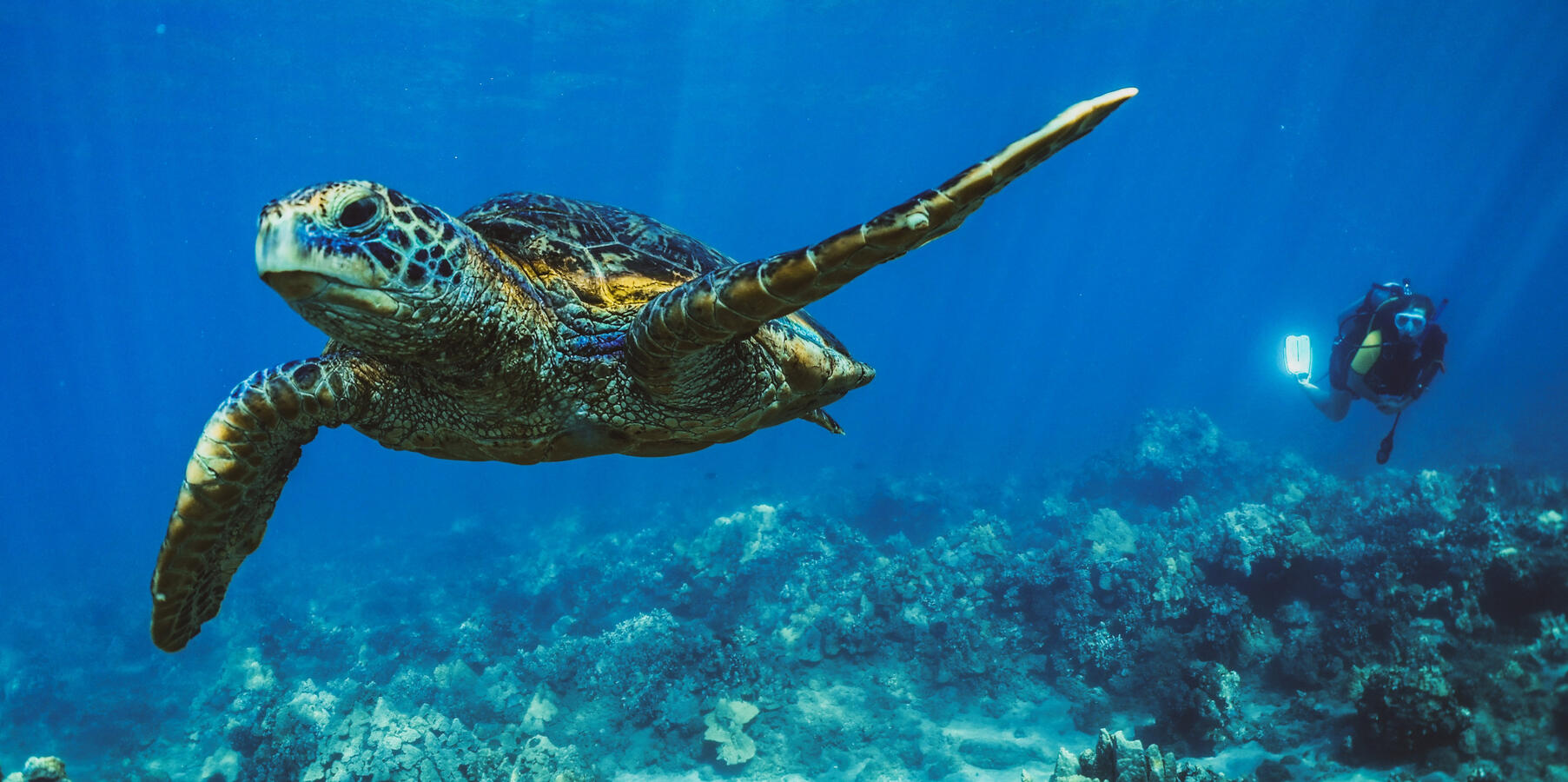 Green Sea Turtle