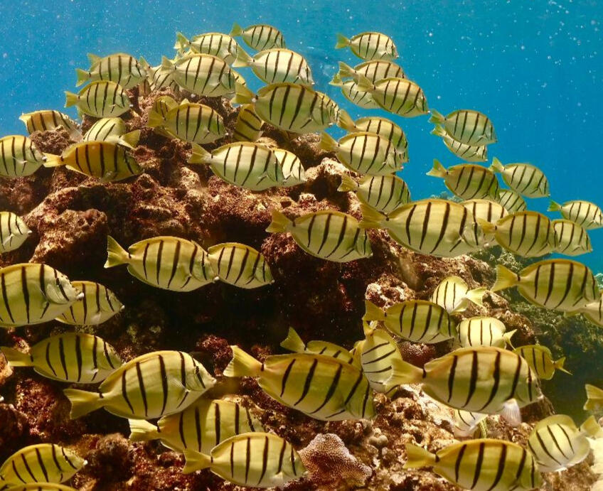 Convict Tangs
