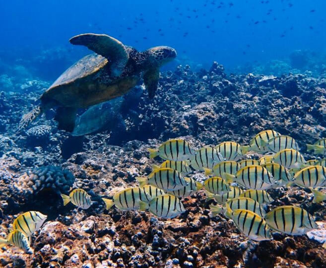 Snorkeling at Honolua Bay Marine Sanctuary